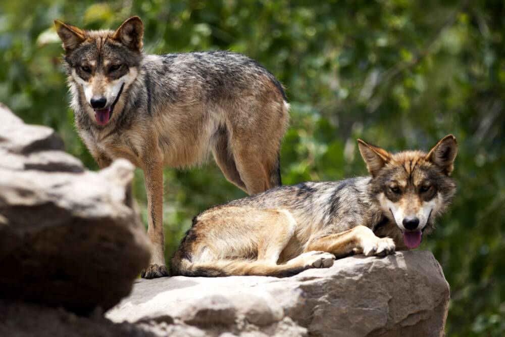 Mexican gray wolves are seen at the Desert Museum, in Saltillo, Coahuila state, Mexico. (Julio Cesar Aguilar/AFP via Getty Images)