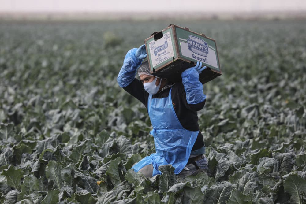 A farmworker carries a box of broccoli in a field on Jan. 22, 2021 in Calexico, California. (Sandy Huffaker/Getty Images)