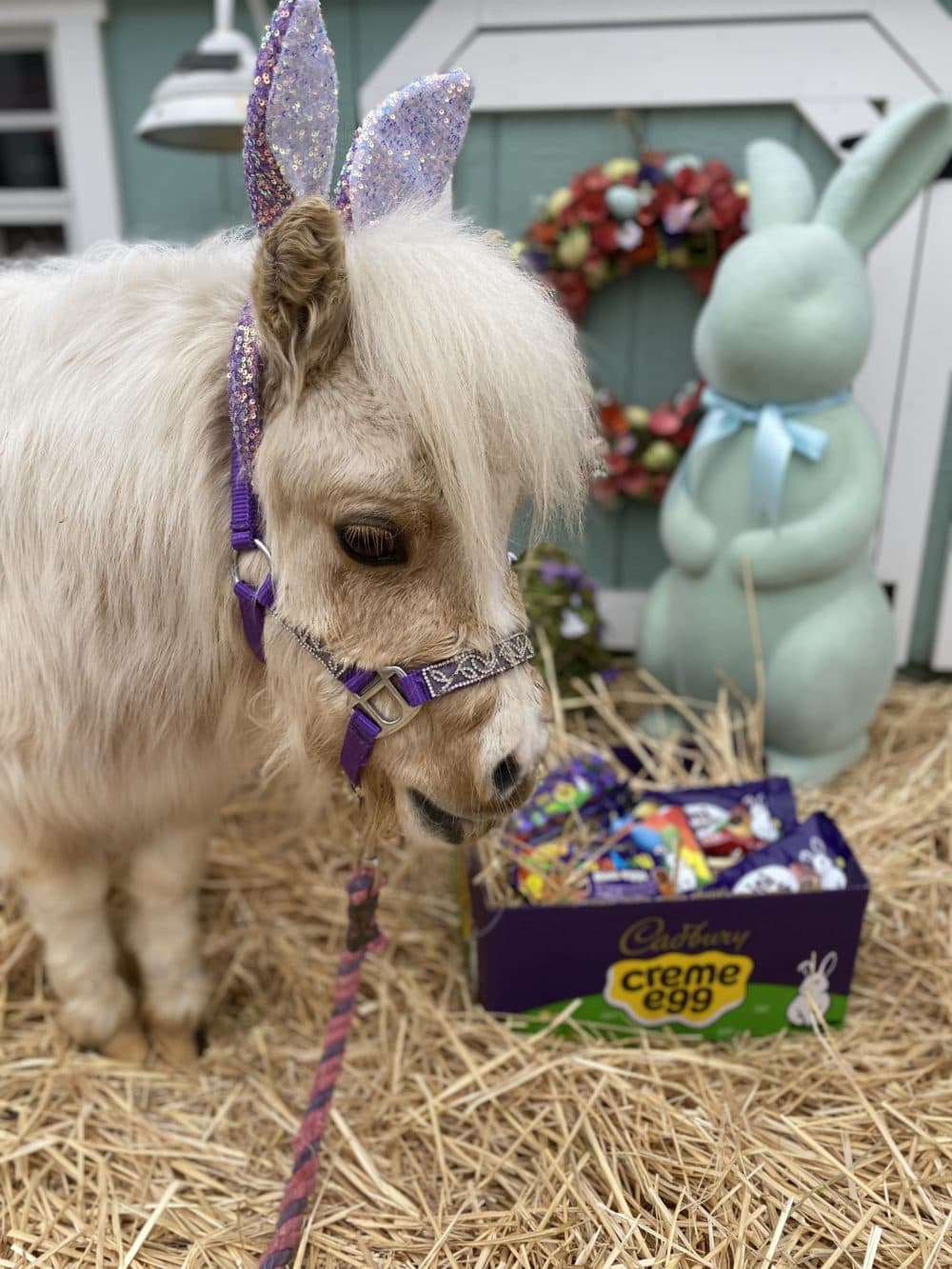 Stewie Vuitton, the mini horse. Photo courtesy of Lifting Spirits Miniature Therapy Horses.
