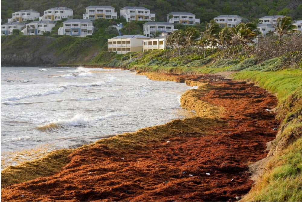 Seaweed covers the Atlantic shore in Frigate Bay, St. Kitts and Nevis, Wednesday, Aug. 3, 2022. (Ricardo Mazalan/AP)