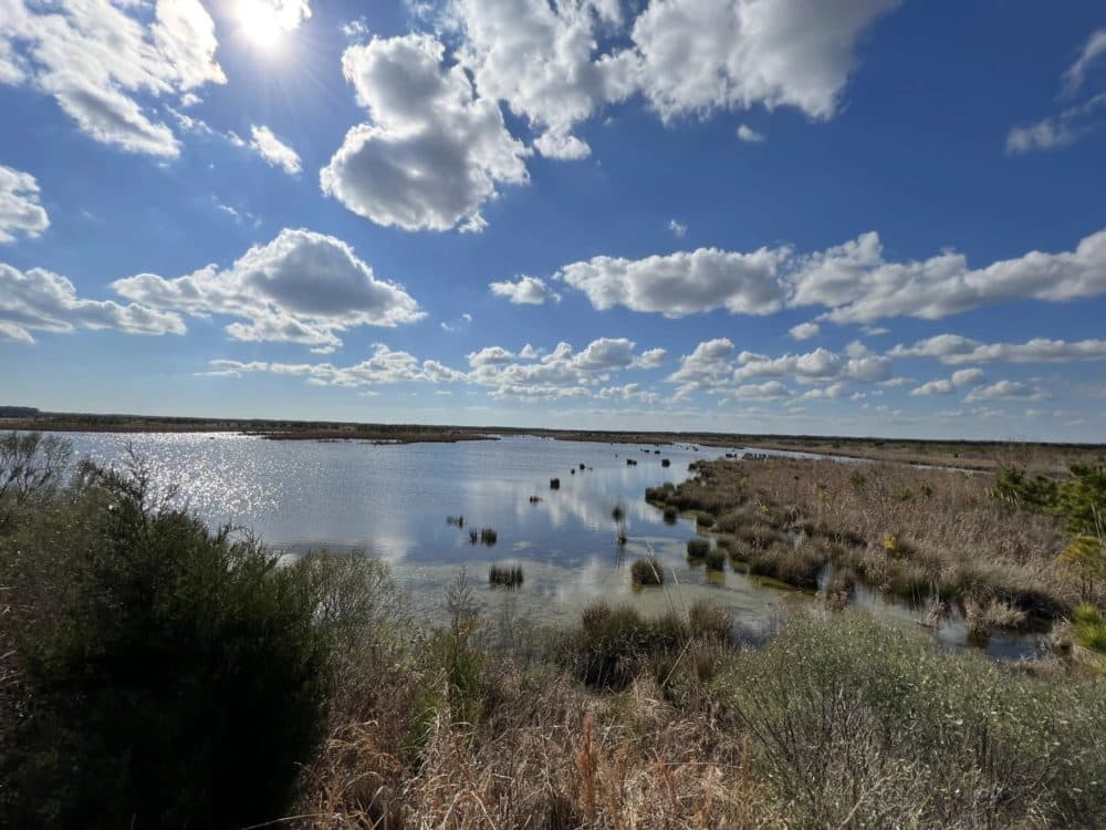 The North River Wetlands Preserve in Carteret County, N.C. on Feb. 6, 2023. The 6,000-acre preserve used to be farmland. Now it's been restored back to wetlands to help improve water quality of downstream estuaries. (Josh Sullivan/WUNC)