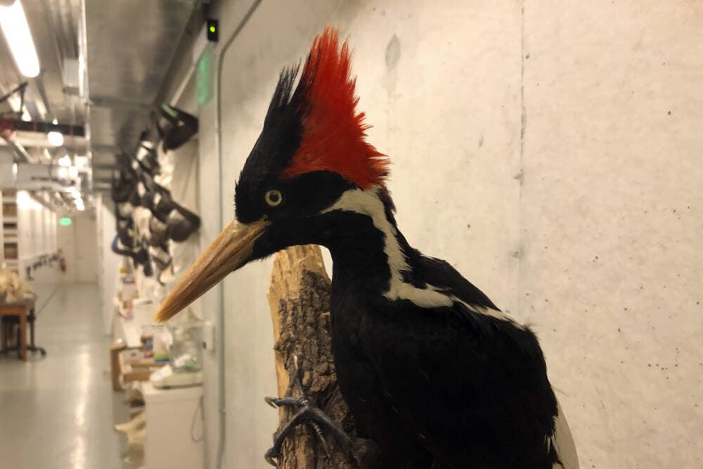 An ivory-billed woodpecker specimen is on a display at the California Academy of Sciences in San Francisco. (Haven Daley/AP)