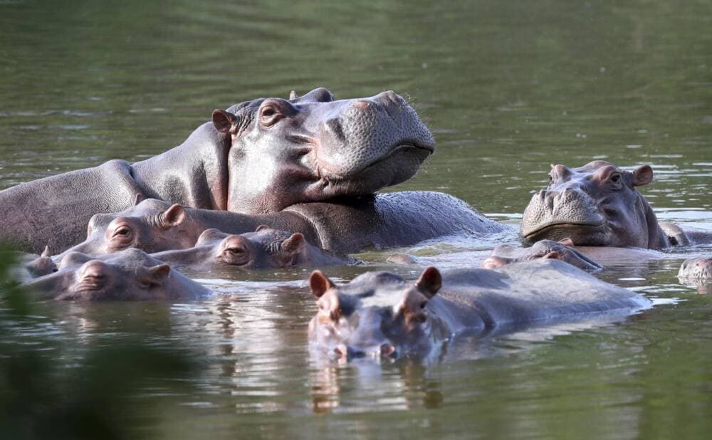 Hippos float in the lake at Hacienda Napoles Park, once the private estate of drug kingpin Pablo Escobar who imported three female hippos and one male decades ago. (Fernando Vergara/AP)