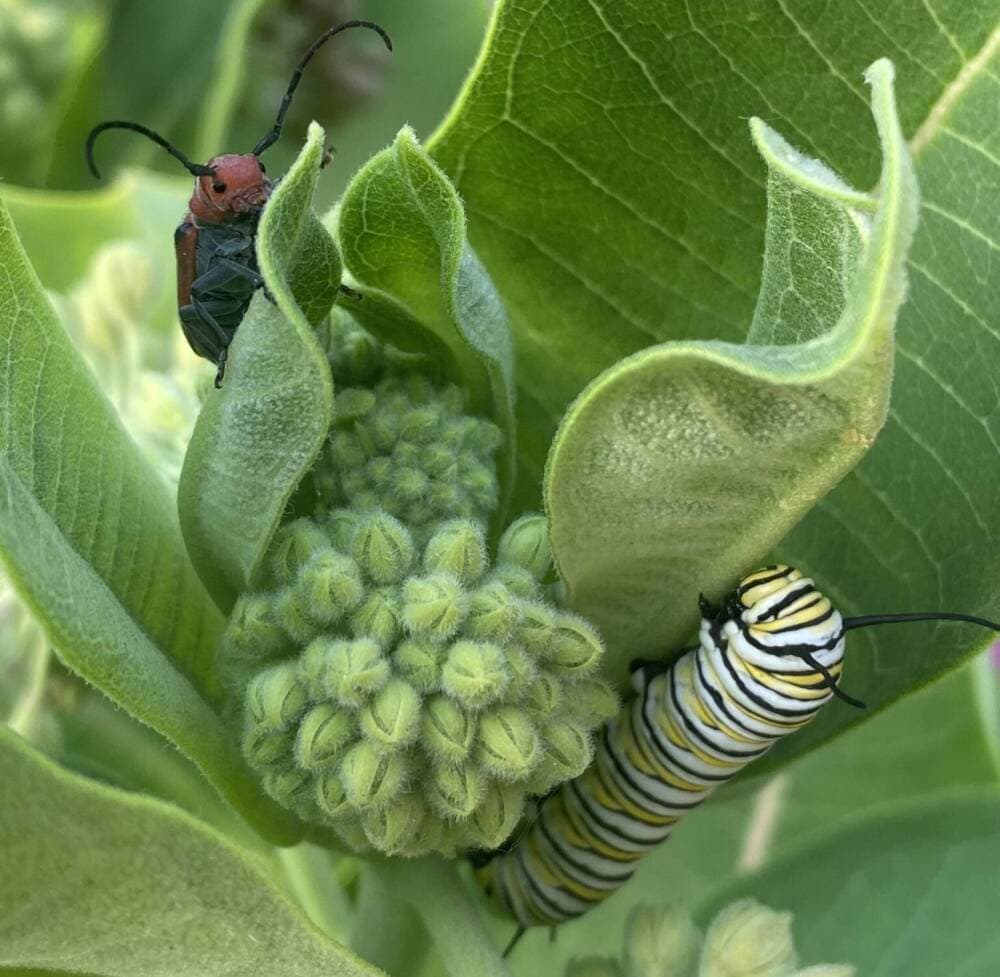 A monarch caterpillar and a milkweed beetle munch on common milkweed in Ginger Werp's garden in Overland Park, Kansas last summer.