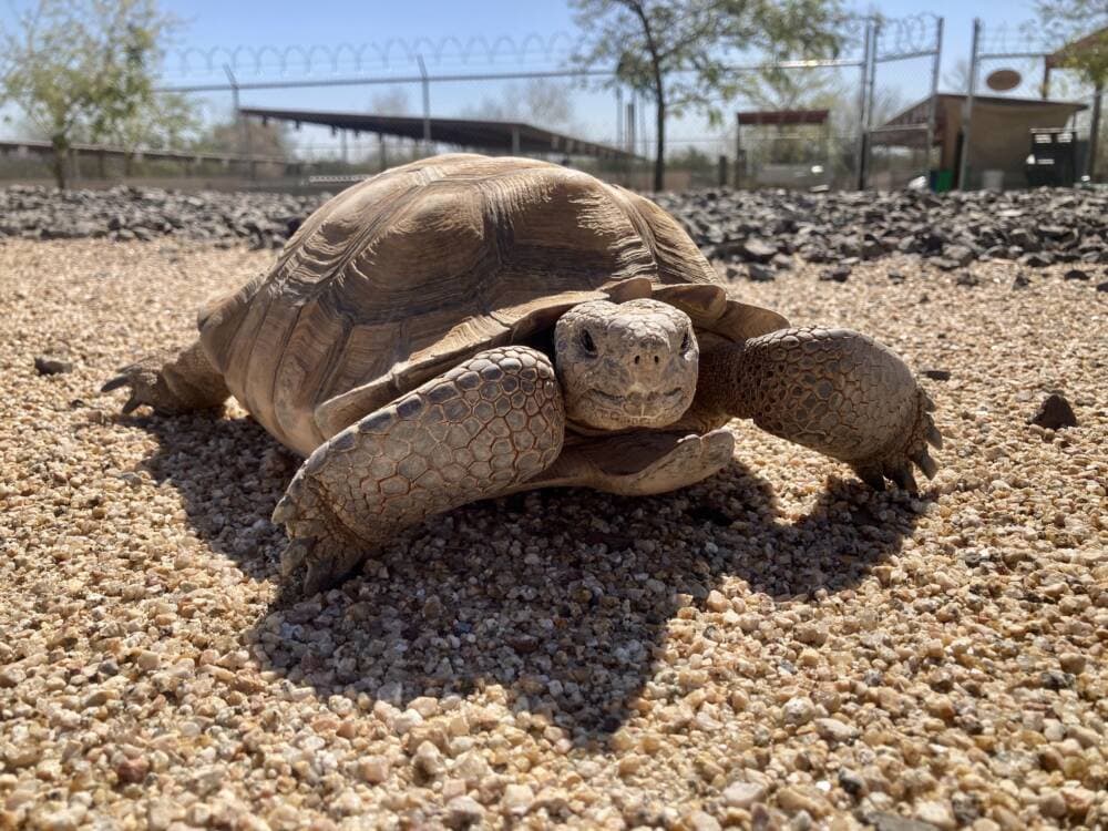 Thanos, a middle-aged Sonoran Desert tortoise, has struggled to find a new home. (Peter O'Dowd/Here & Now)