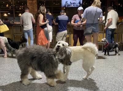 A pair of pups getting to know each other at Park-9 Dog Bar. (Andrea Shea/WBUR)