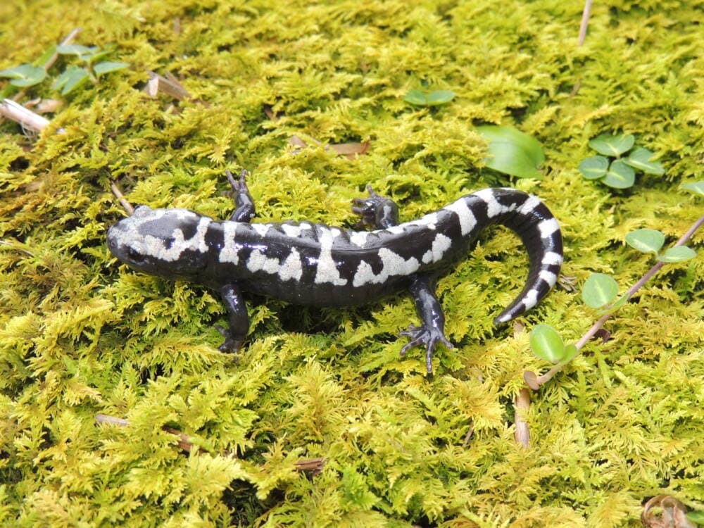 A marbled salamander on a green bed of lichen.
