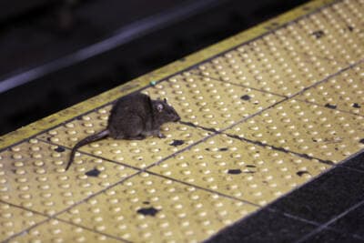 A rat crosses a Times Square subway platform in New York on Jan. 27, 2015. (Richard Drew/AP)