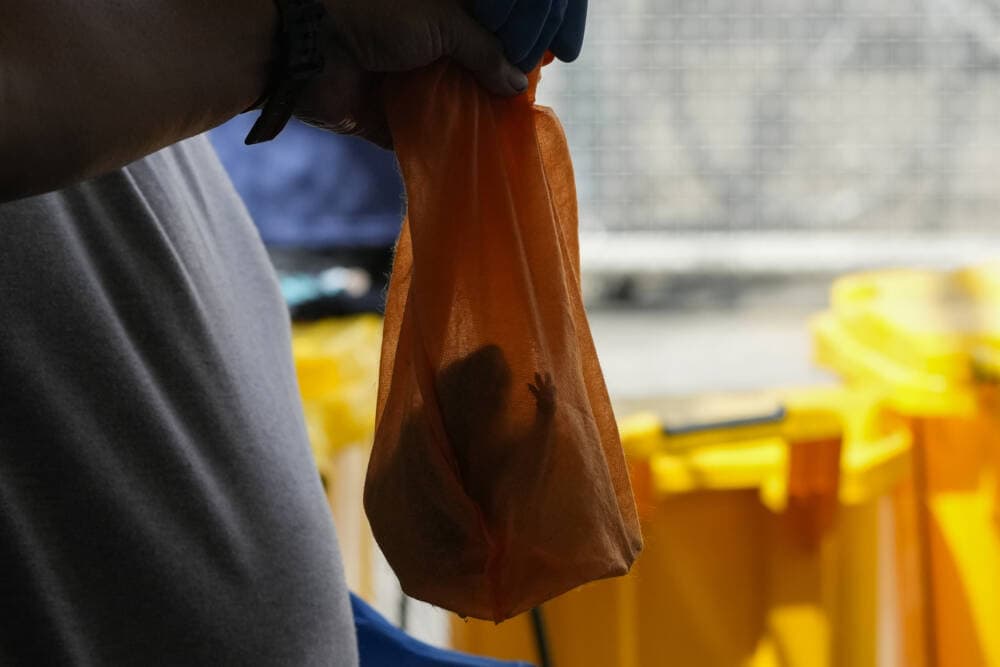 A worker holds a rat inside a bag as part of a &quot;Rat to Cash&quot; program in Marikina city, Philippines. (AP Photo/Aaron Favila)
