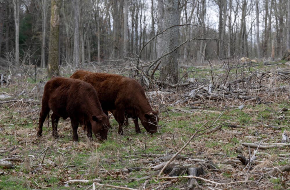 Cows graze in a silvopasture area on April 19, on Wild Harmony Farm in Exeter, Rhode Island. (Raquel C. Zaldívar/New England News Collaborative)