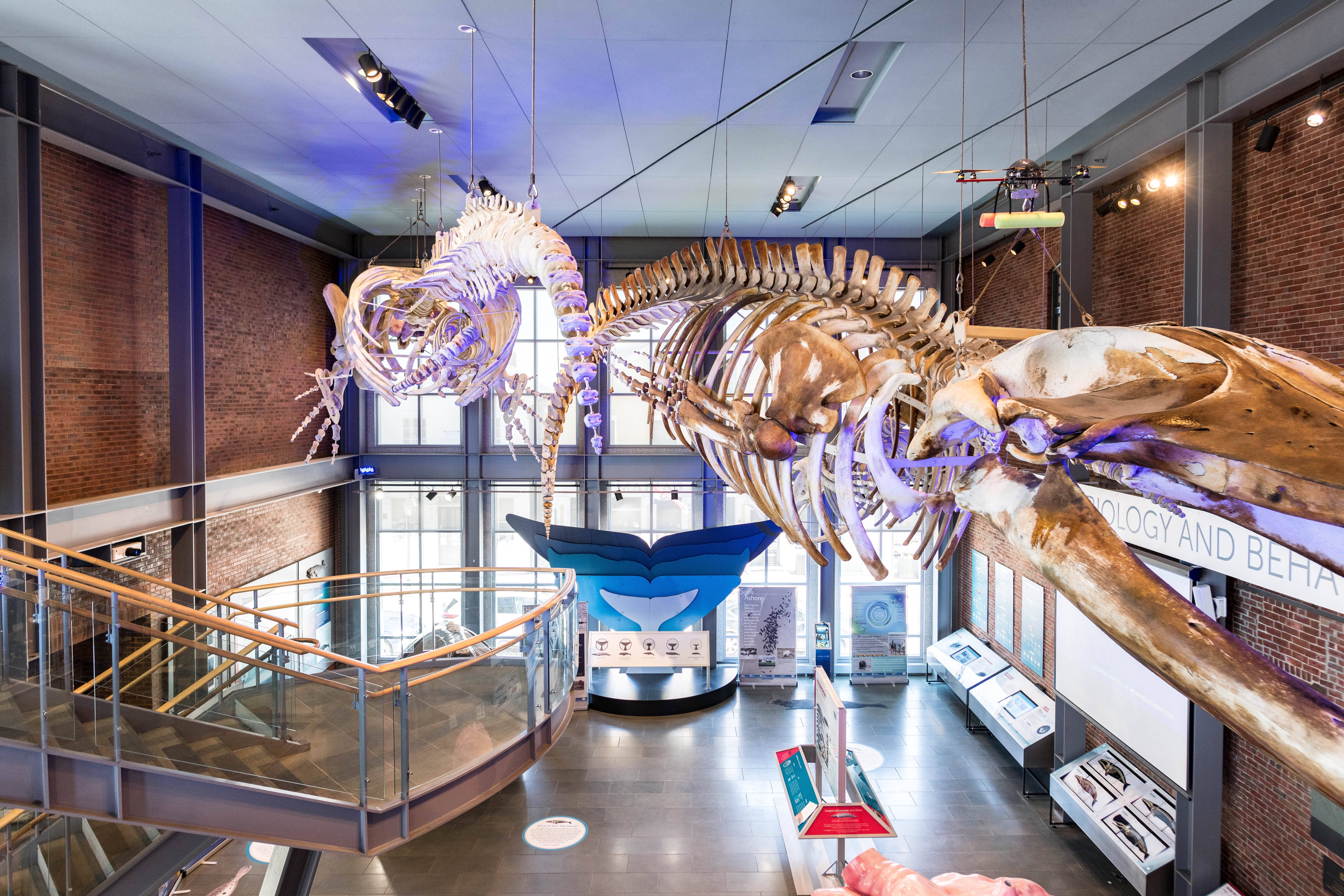The New Bedford Whaling Museum merges history, science and art to explore the city's rich history as a seaport. (Courtesy the New Bedford Whaling Museum)
