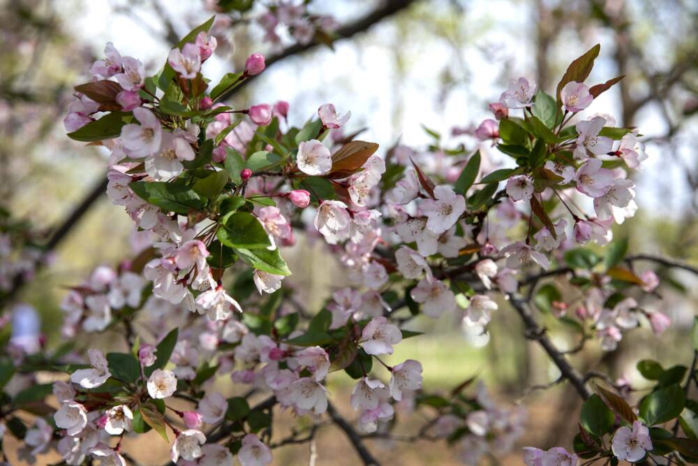 May brings blossom to the woods along the Charles River in Watertown. (Robin Lubbock/WBUR)