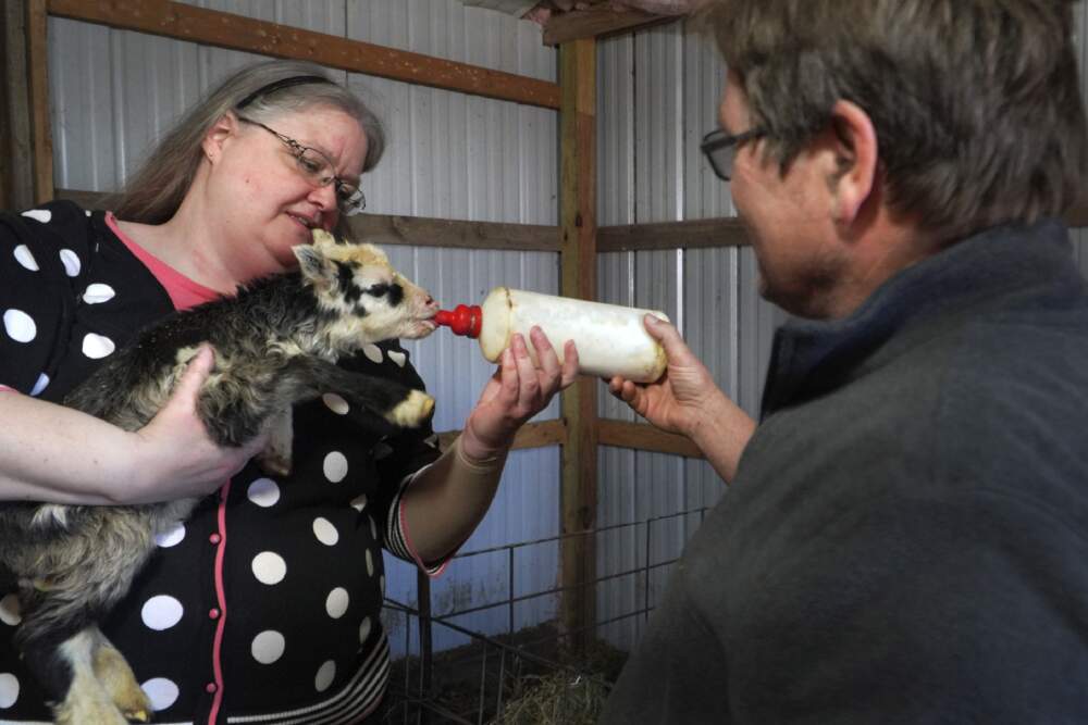 The Rev. Ann Zastrow of First Lutheran Church near Pipestone, Minn., feeds a newborn lamb with the help of sheep farmer Craig Thies. Zastrow is among the 80 rural clergy members who are taking a Minnesota online suicide prevention course in hopes of building up her confidence to remind those struggling with mental health that &quot;God is still in the picture.&quot; (Jessie Wardarski/AP)