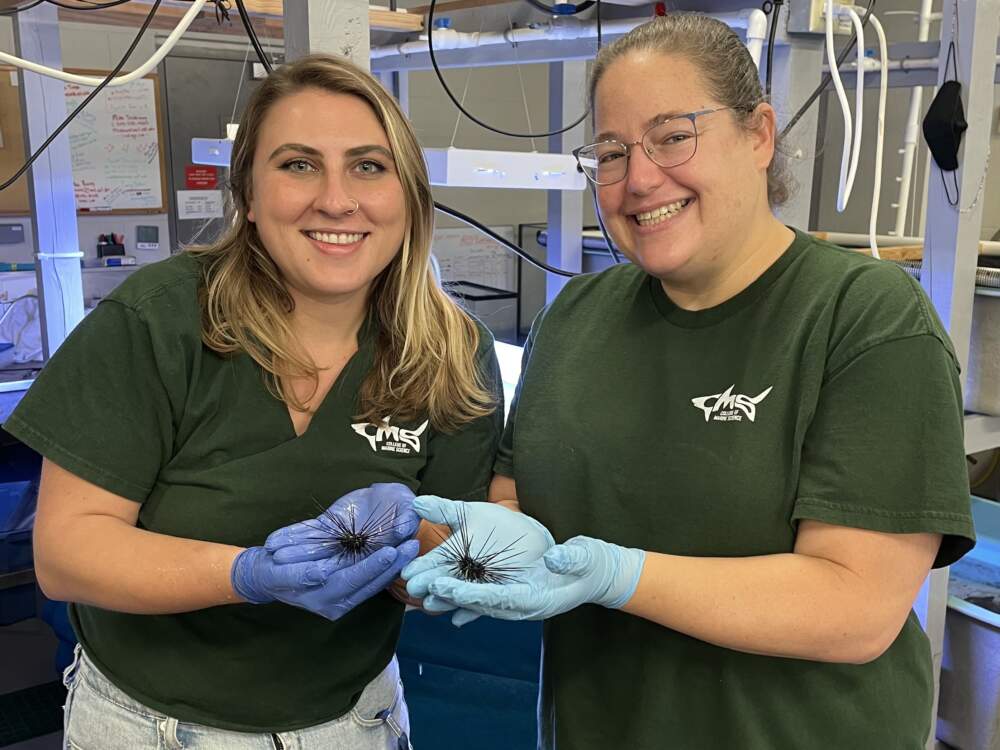 Microbiologist Mya Breitbart and her student, Isabella Ritchie, pose with sea urchins. (Courtesy of Mya Breitbart)