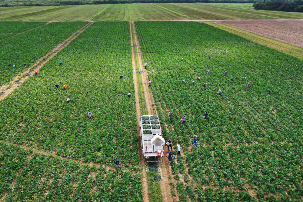 An aerial view from a drone shows farm workers harvesting on a farm. (Joe Raedle/Getty Images)