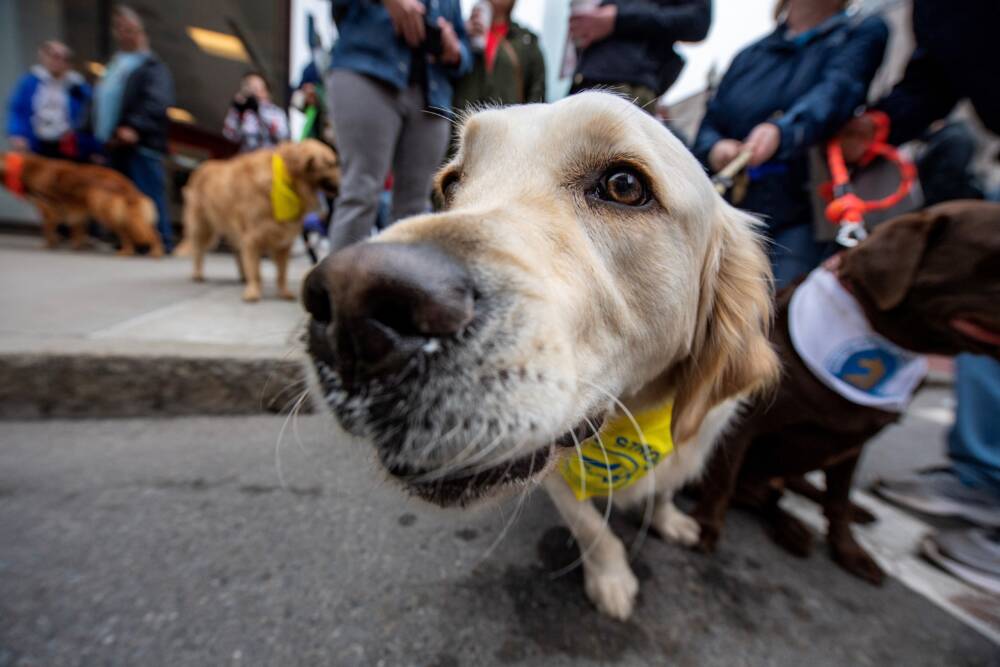 A golden retriever during a gathering of dozens of dogs and their owners in Boston.  (Photo by Joseph Prezioso /AFP via Getty Images)