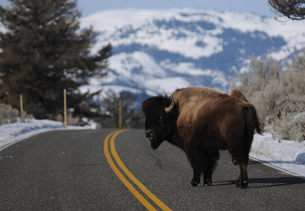 YELLOWSTONE NATIONAL PARK, MT - MARCH 5:A bison looks back as it crosses the road near Lamar Valley in Yellowstone National Park.
(Photo by Erik Petersen/For The Washington Post via Getty Images)