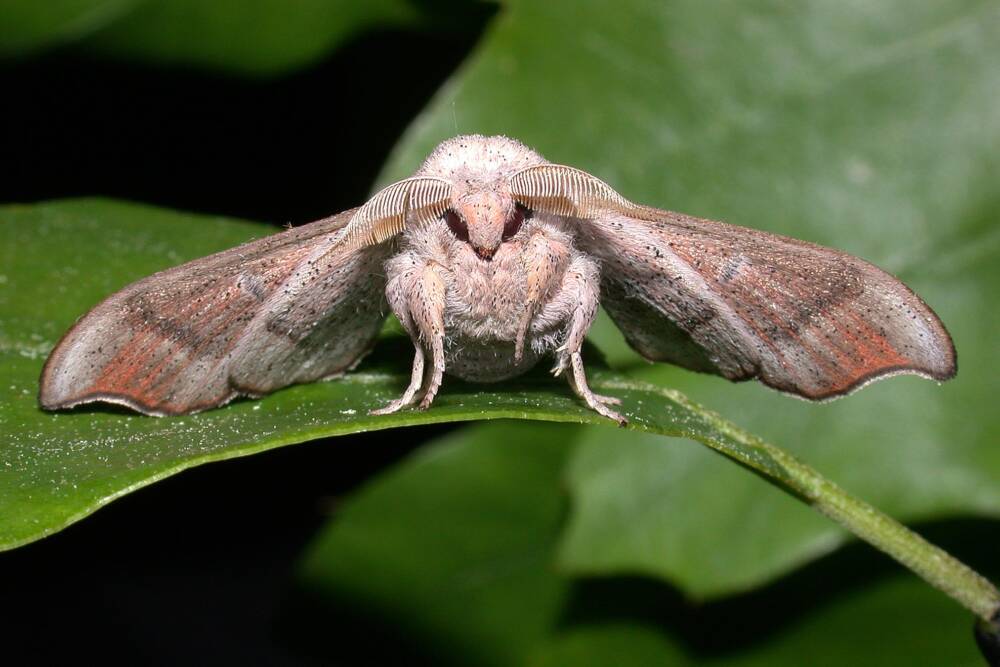 The Melsheimer's Sack-bearer moth. (Courtesy Mike Nelson)