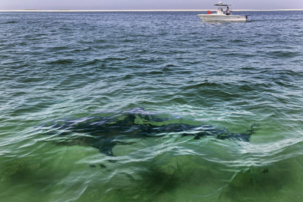 A white shark swims across a sand bar off the Massachusetts coast of Cape Cod on Aug. 13, 2021. (Phil Marcelo/AP)