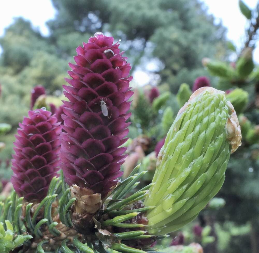 Female (left) and male spruce cones at the Arnold Arboretum. Photo by William (Ned) Friedman.