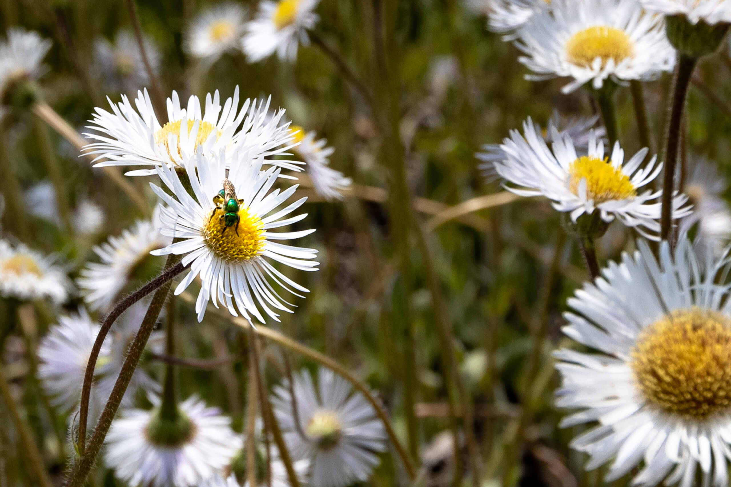 A sweat bee, a species native to Massachusetts, pollinates a flower in a bed of Robin’s Fleabane at the Mass Audubon's Broad Meadow Brook Conservation Center and Wildlife Sanctuary in Worcester. (Jesse Costa/WBUR)