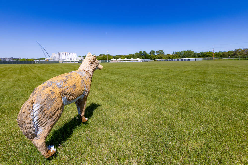 A coyote statue used to keep geese off the lawn at Suffolk Downs overlooks the open area where the Re:SET Boston concert series will be held. (Jesse Costa/WBUR)