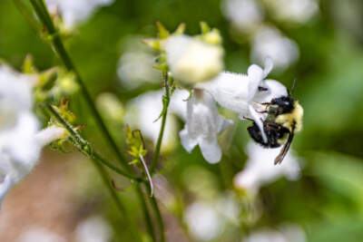 A bumble bee pulls itself into a foxglove beardtongue flower at the Weld Hill Research Building of the Arnold Arboretum. (Jesse Costa/WBUR)