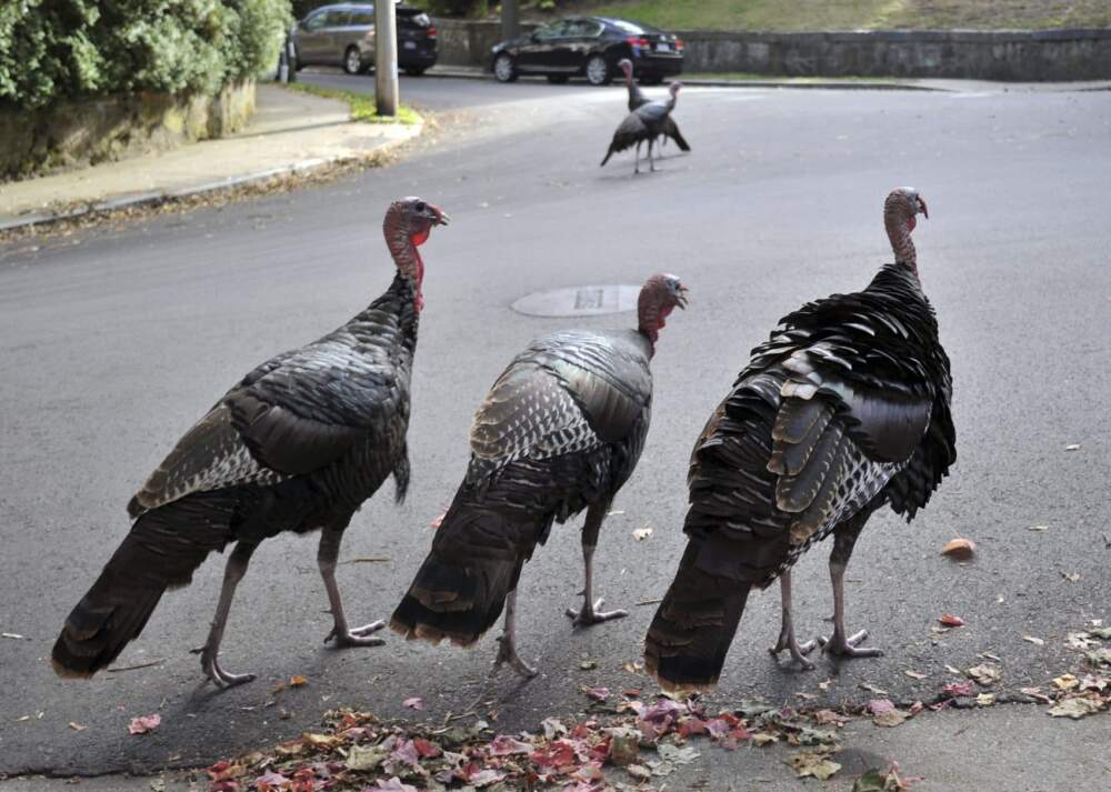 Wild turkeys walk along a street in a residential Brookline neighborhood in 2017. (Collin Binkley/AP)