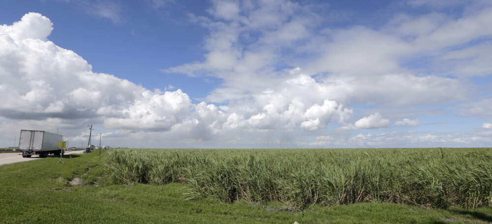 A sugar cane field in South Bay, Fla. (Alan Diaz/AP)