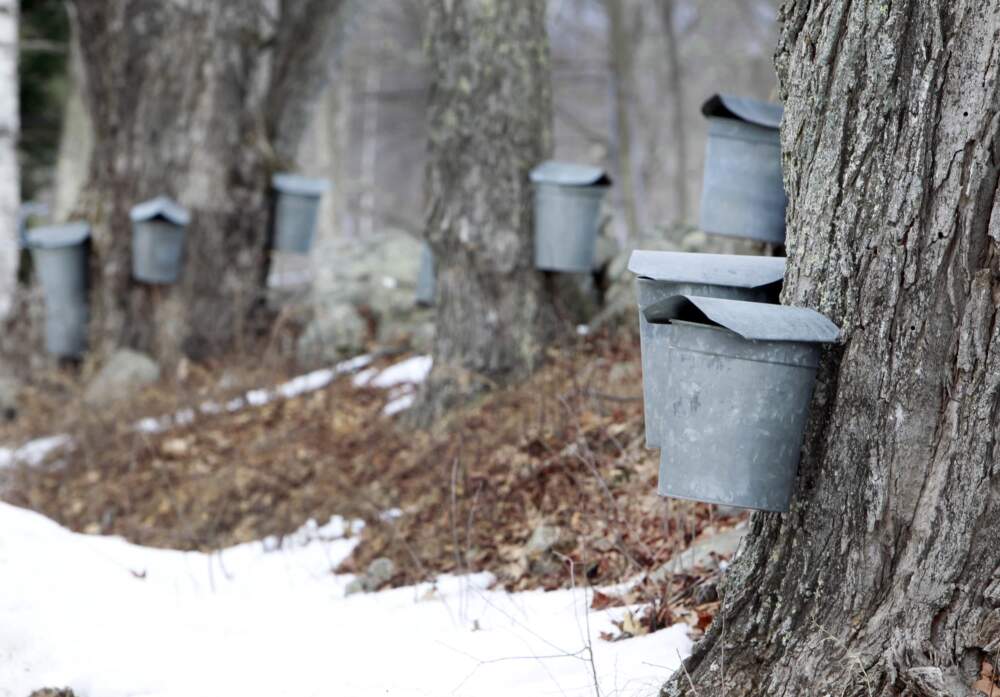 Sap buckets hang from maple trees, Wednesday, March 19, 2014 in Loudon, N.H. New England senators are proposing legislation to help the region’s syrup producers.  (AP Photo/Jim Cole)