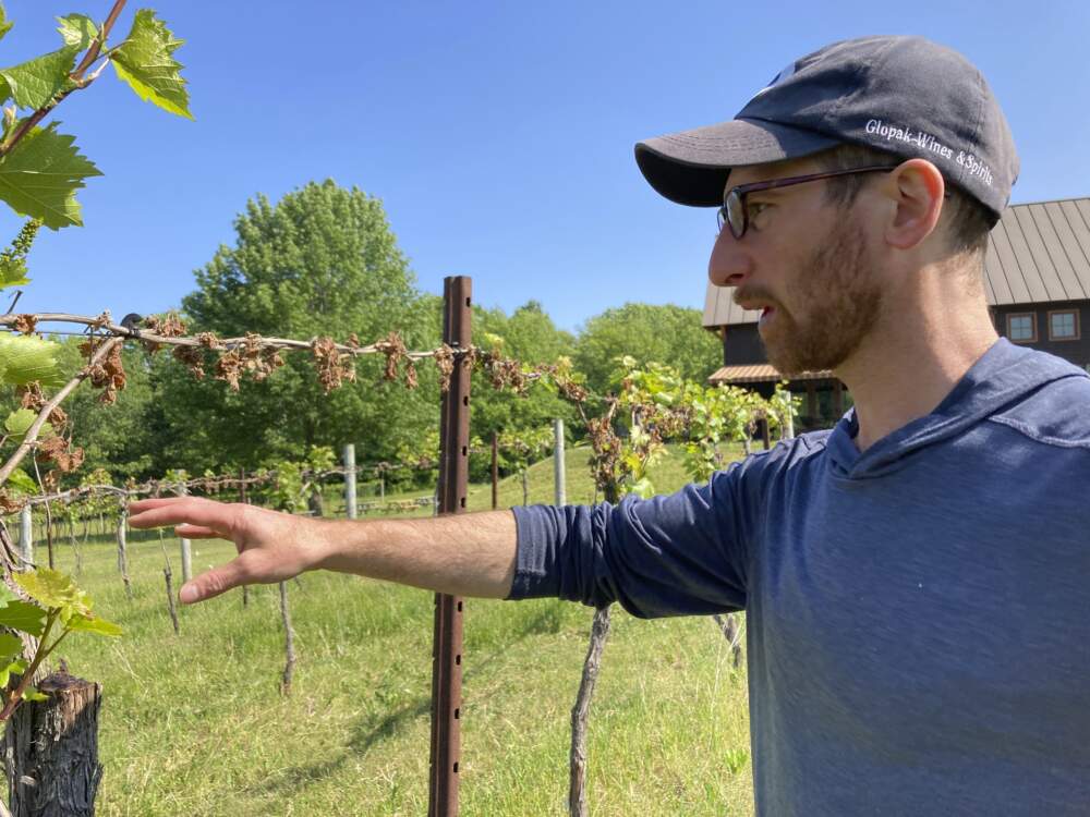 Vineyards and apple orchards across the Northeast are still gauging damage from a late-season frost in May that wiped out a third to most of the crop for some growers who say it’s the worst frost damage they have ever seen. (Lisa Rathke/AP)