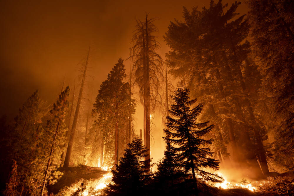 The Windy Fire blazes through the Long Meadow Grove of giant sequoia trees near The Trail of 100 Giants overnight in Sequoia National Forest on September 21, 2021 near California Hot Springs, California. (David McNew/Getty Images)