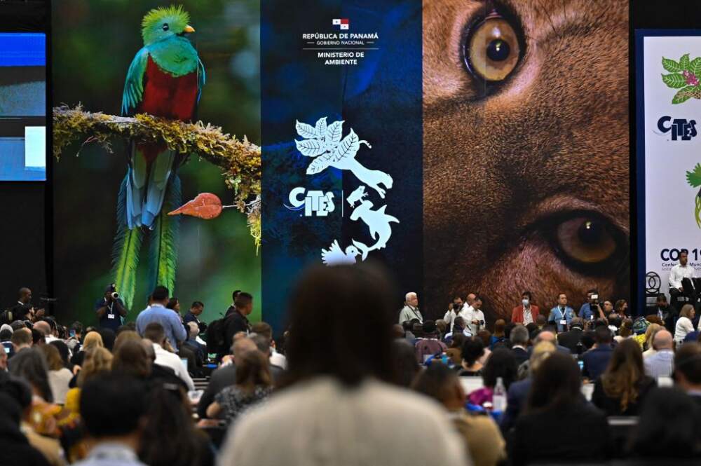 Delegates attend the Convention on International Trade in Endangered Species (CITES) on the opening day of the World Wildlife Conference  CITES CoP19 at the Convention Center in Panama City on November 14, 2022. - The trade in shark fins, turtles, and other threatened species will come under scrutiny at a global wildlife summit in Panama, from November 14 to 25, 2022, that will also focus on the spread of diseases such as Covid-19. Conservation experts and representatives of more than 180 nations will gather to study 52 proposals aimed at modifying protection levels set by the Convention on International Trade in Endangered Species of Wild Fauna and Flora. (Photo by Luis ACOSTA / AFP) (Photo by LUIS ACOSTA/AFP via Getty Images)