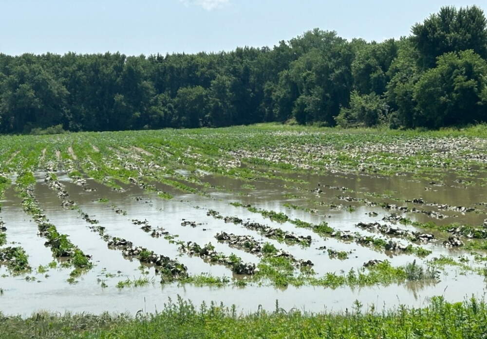 Around 80 acres of potato fields were underwater in Hatfield on Wednesday. (Courtesy Lindsay Sabadosa, distributed by State House News Service)