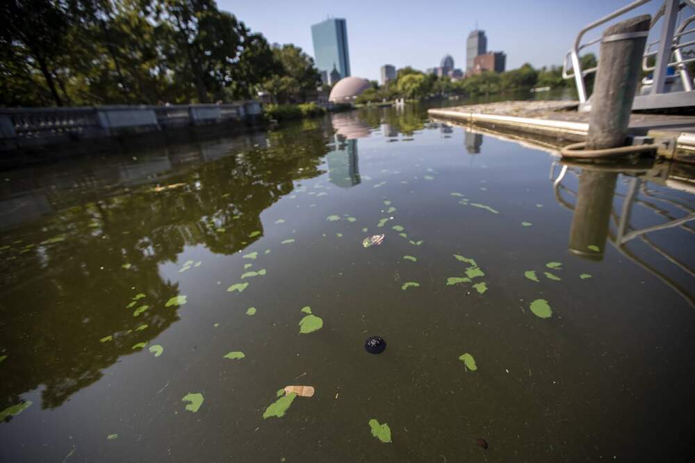 Green algae blooms dot the surface of the Charles River along with various items of litter from storm runoff, July 26, 2017. (Jesse Costa/WBUR)