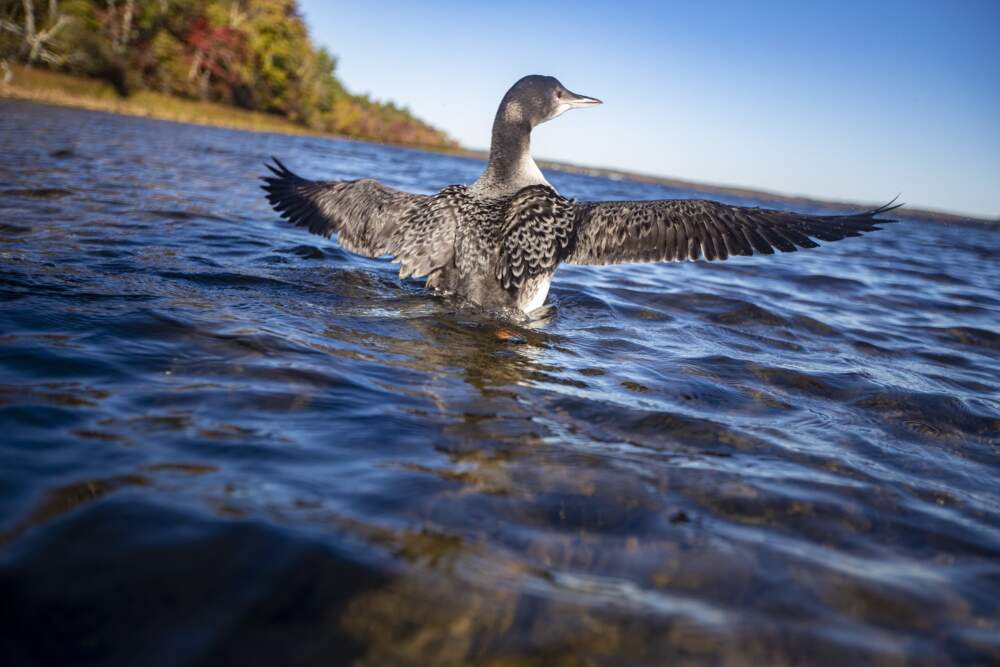 A loon chick translocated from Flagstaff Lake spreads her wings and looks out onto Assawompset Pond in Massachusetts in 2020. (Jesse Costa/WBUR)