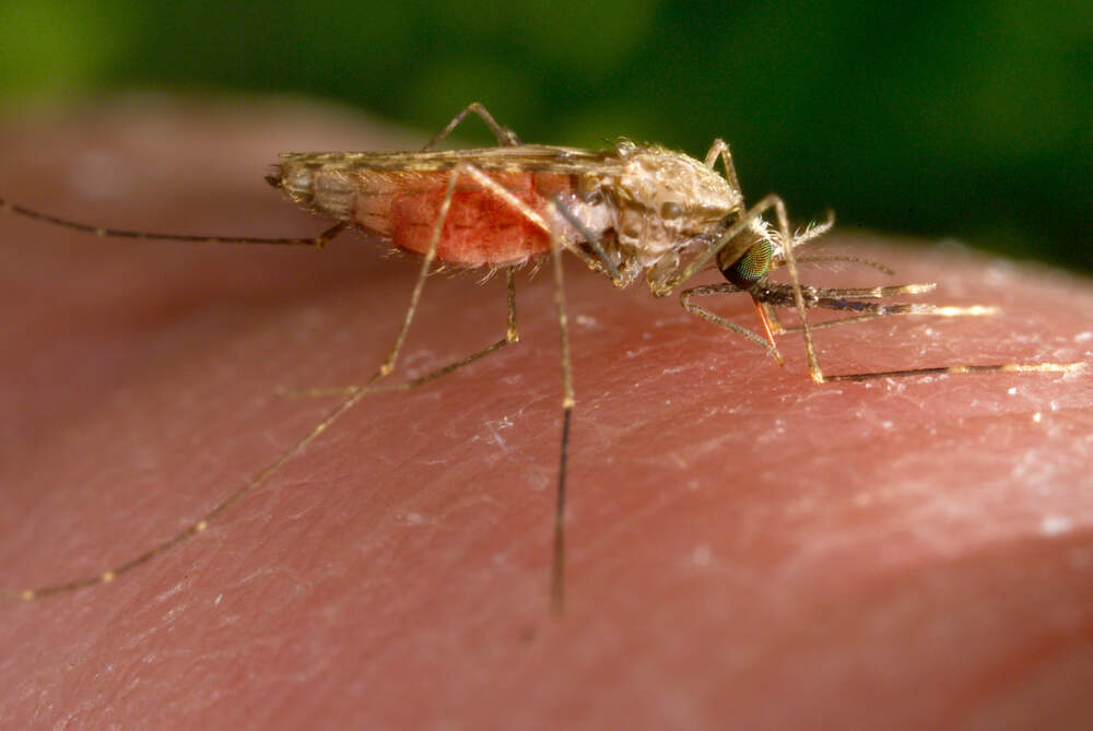 A feeding female Anopheles gambiae mosquito. The species is a known vector for the parasitic disease malaria. (James Gathany/CDC via AP)