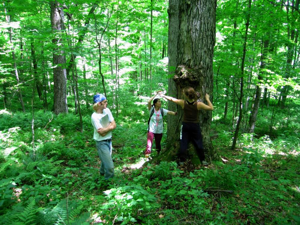 Researchers conduct a tree inventory study in the area of the Woodlands Partnership of Northwest Massachusetts. (Courtesy of Henry Art)