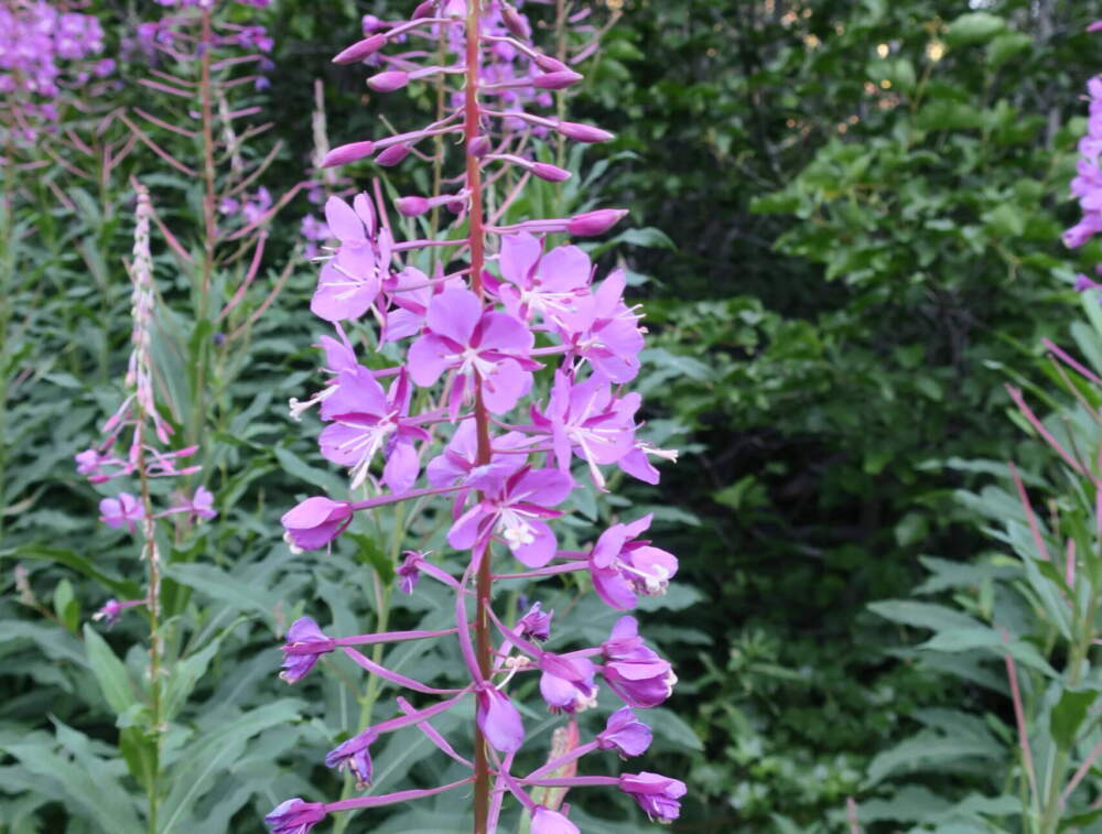 Chamerion or fireweed. (Kirstin Mosburger)