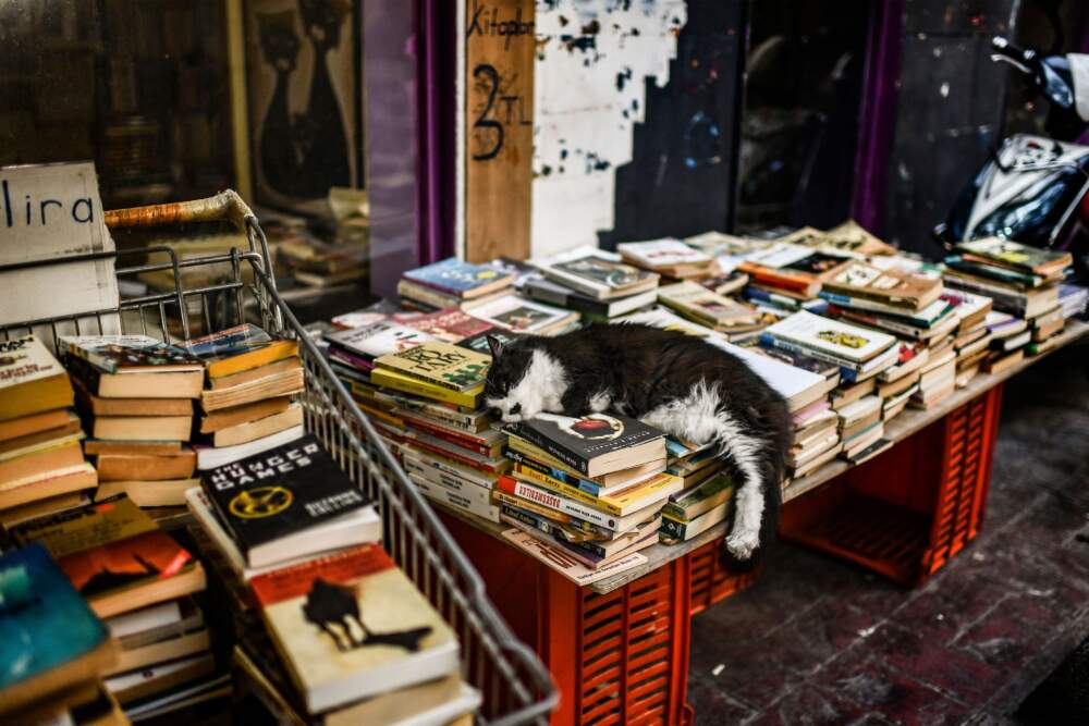 A cat rests on a pile of books. (Aris Messinis/AFP via Getty Images)