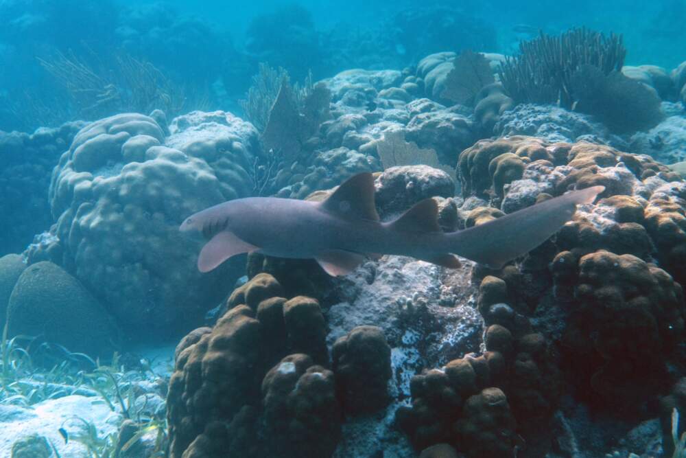 A nurse shark is seen at the Hol Chan Marine Reserve coral reef in the outskirts of San Pedro village, in Ambergris Cay, Belize. (Pedro Pardo/AFP via Getty Images)