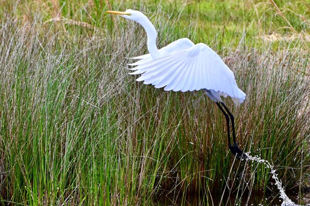 A great egret takes off at Cloverdale Farm County Park in the Pinelands. (Paul Leakan/New Jersey Pinelands Commission)