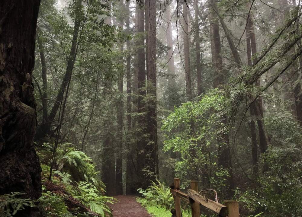 A foggy day in Joaquin Miller Park in the Oakland hills. In the summertime, redwoods ‘drink’ the coastal fog. (Amanda Font/KQED)
