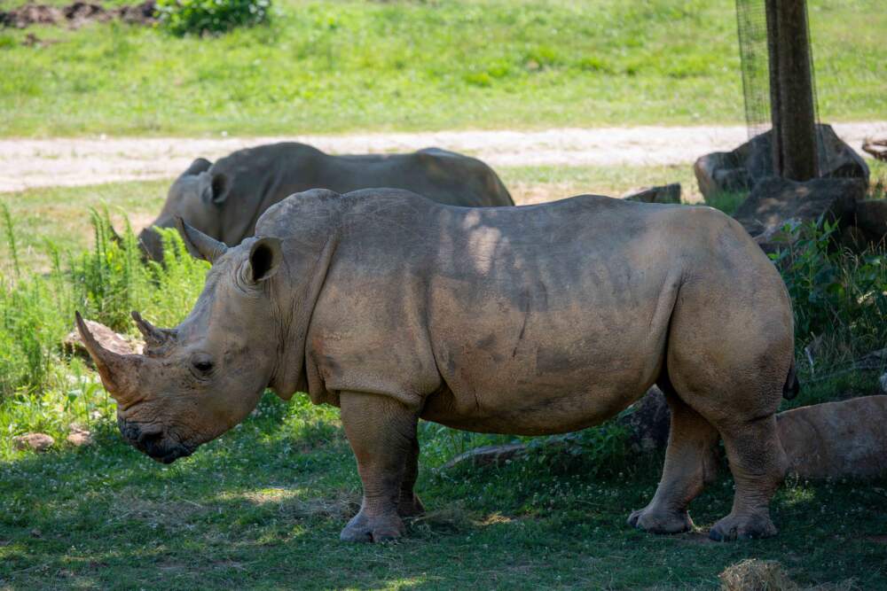 Natalie, a southern white rhino who recently died, was part of the crash that participated in the collaborative poop study with N.C. State and the NC Zoo. (Courtesy of the North Carolina Zoo)
