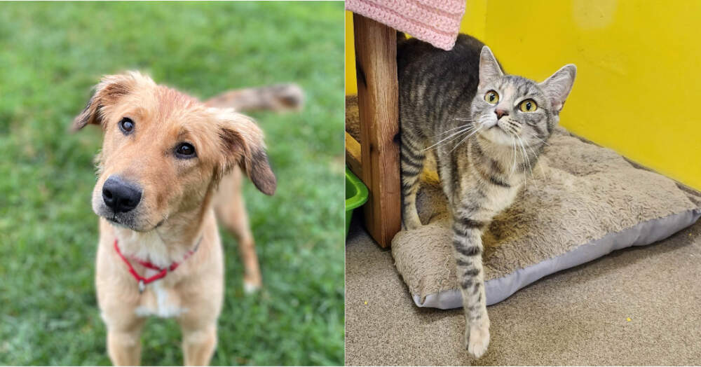 Two of the new shelter pets, Stella (left) and Fiona (right.) (Photo courtesy Central Vermont Humane Society)