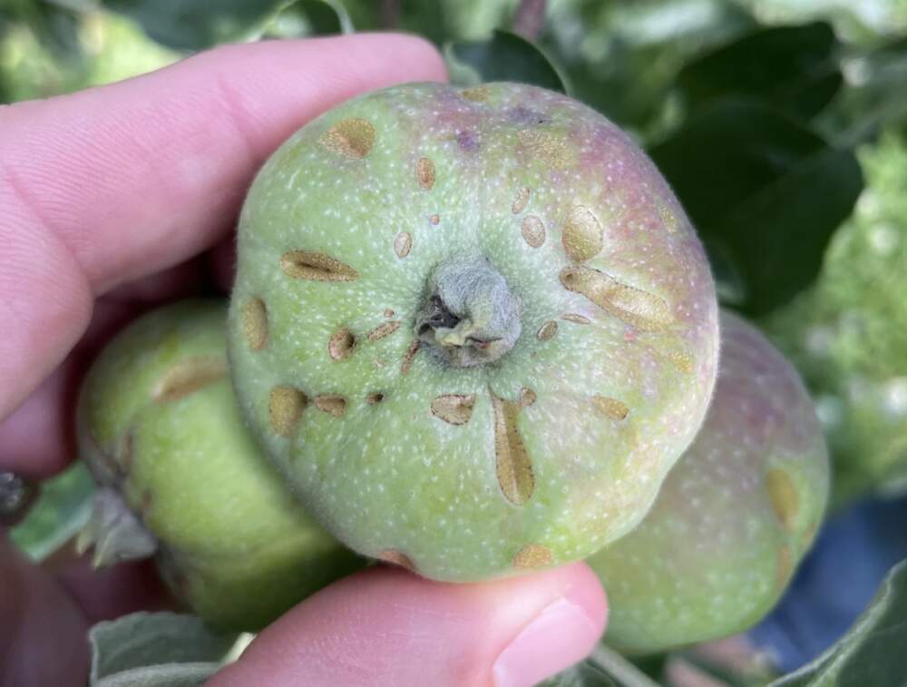 A view of the frost damage to apples remaining on trees at one local farm in July 2023. (Courtesy of Jeremy Delisle/UNH Extension)