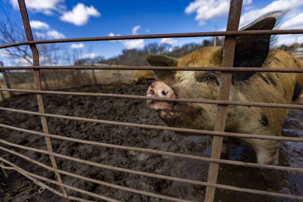 A pig looks out of one of the pens at Round the Bend Farm in South Dartmouth, MA. (Jesse Costa/WBUR)