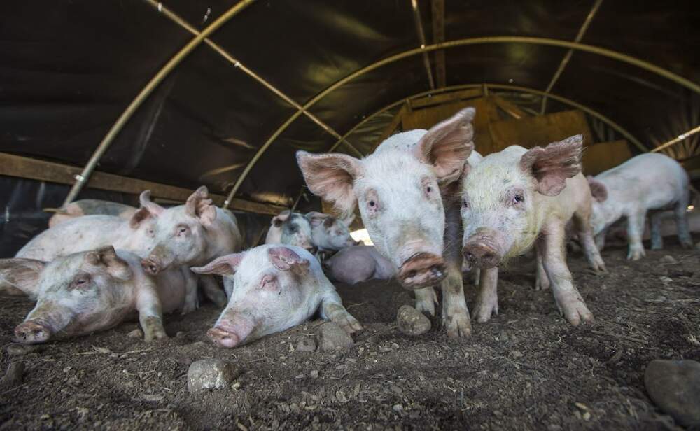 Pigs keeping cool out of the midday sun in their shelter at Copicut Farms in Dartmouth. (Jesse Costa/WBUR)