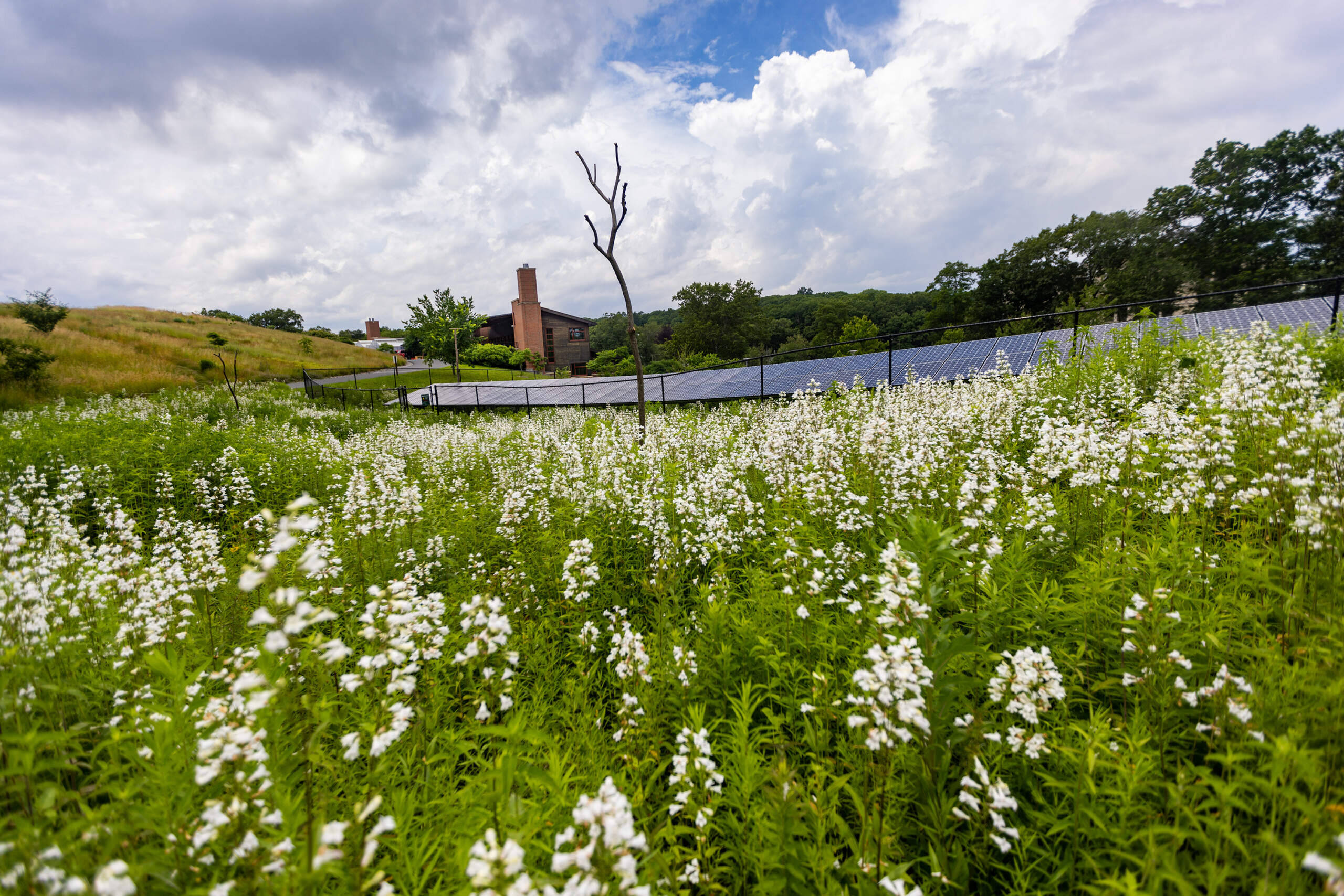 The pollinator garden blooming with foxglove beardtongue at the Weld Research Building of the Arnold Arboretum. (Jesse Costa/WBUR)