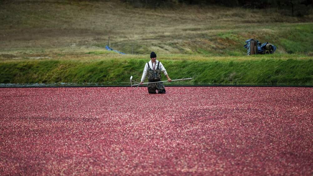 A cranberry harvester stands in a sea of cranberries floating in the bog. (Jesse Costa/WBUR)